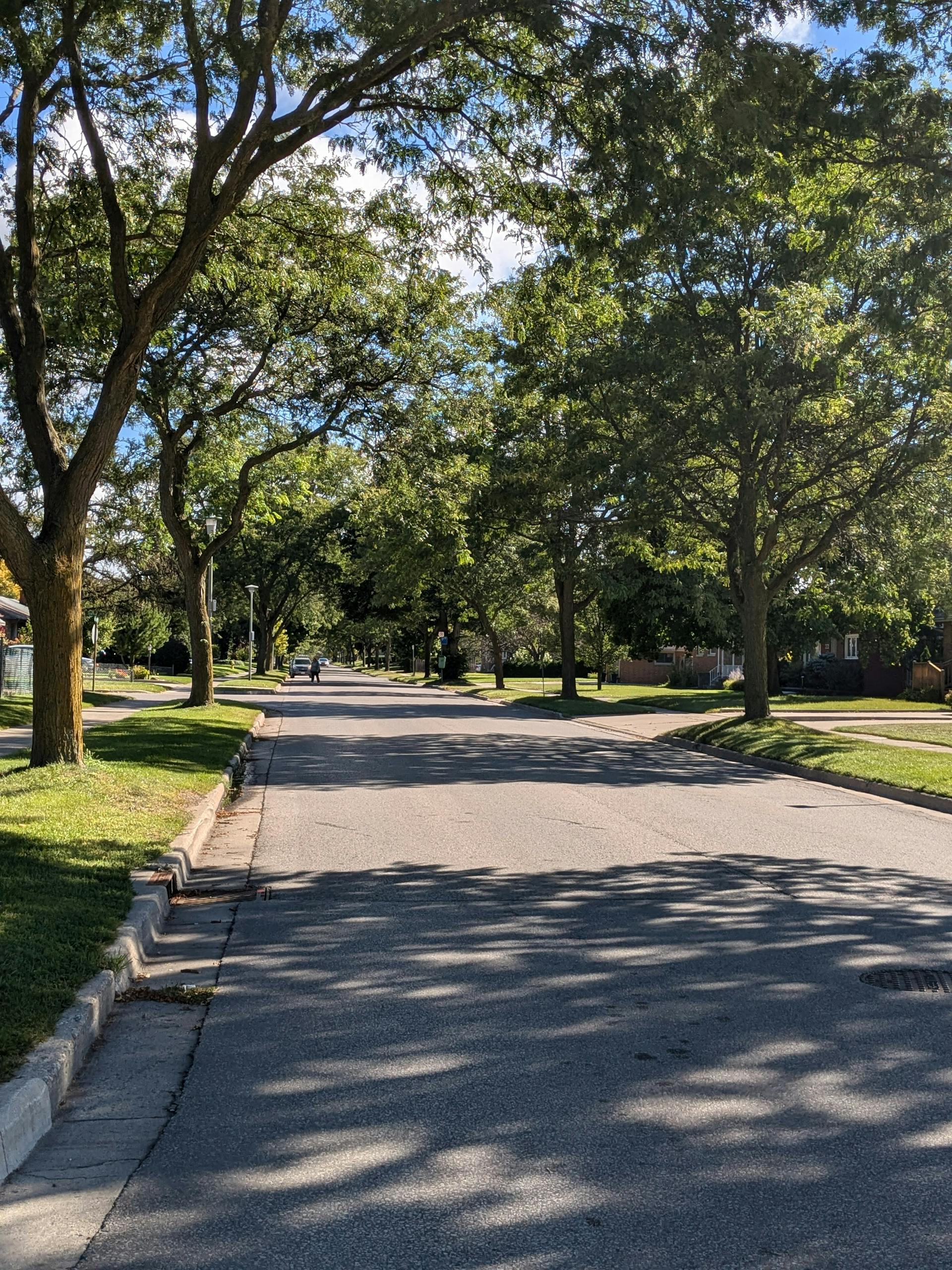 A serene residential street with lush trees casting shadows on a sunny day.