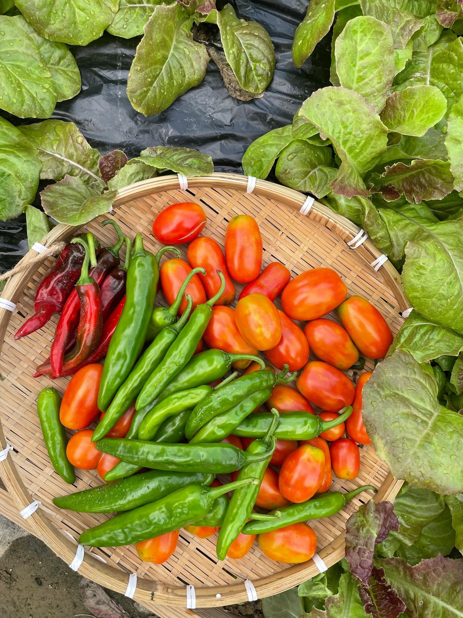 Vibrant peppers and tomatoes on a basket surrounded by leafy greens.